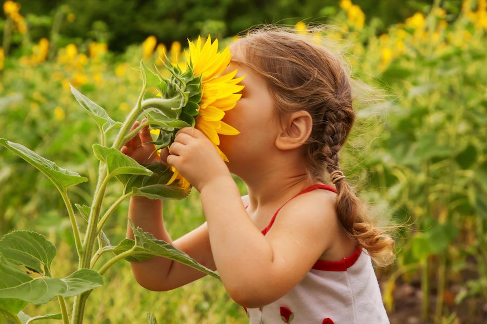 The little girl smelling the sunflower 1