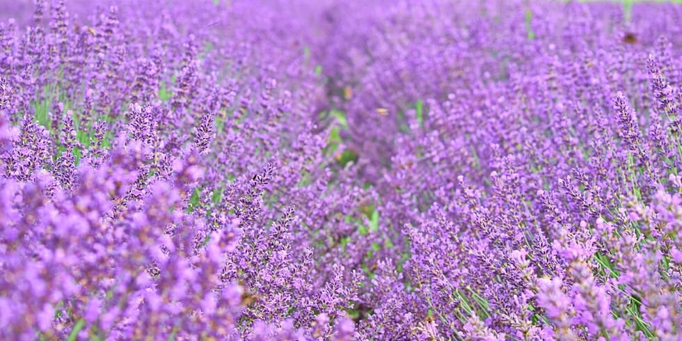 lanuri lavanda